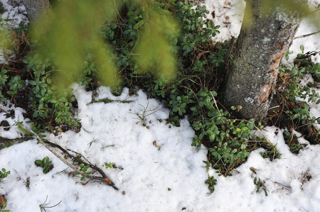 Cranberry bushes after the snow melts in early spring.の写真素材