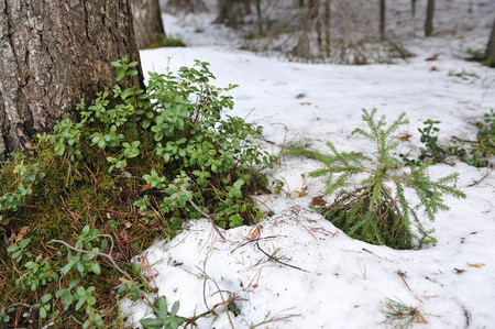 Cranberry bushes after the snow melts in early spring.の写真素材