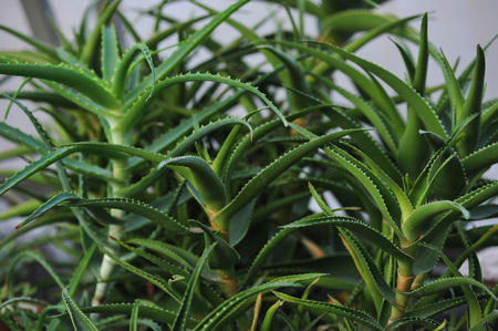 Close up of aloe plantsの写真素材