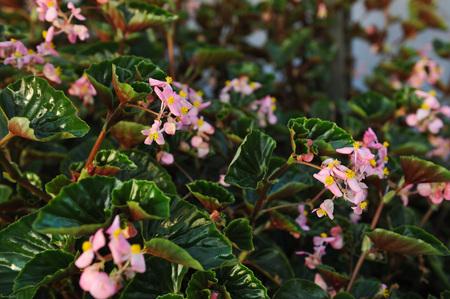 Close up of begonia plantsの写真素材