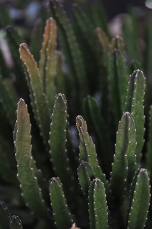 Cactus flowers close up.の写真素材