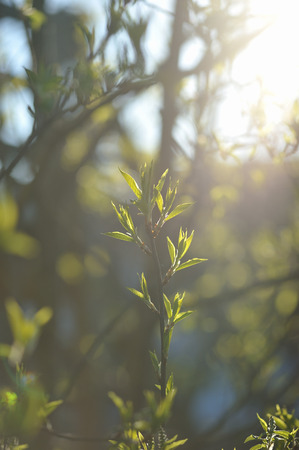 Green leaves  in the spring seasonの写真素材