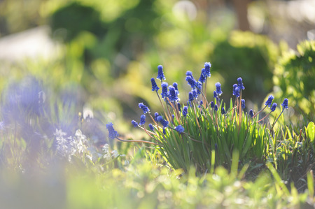 Close up of muscari flowers on flowerbedの写真素材
