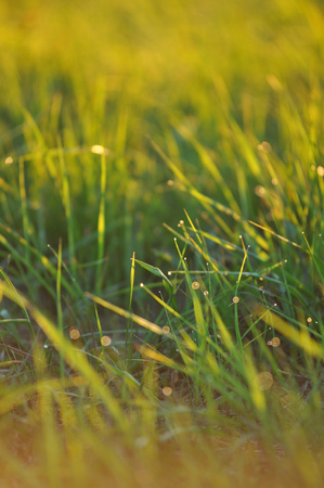 Fresh grass with drops of evening dew on the tips in the sunset.の写真素材
