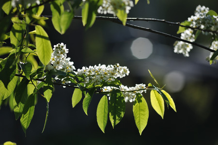 Bird cherry flowers in the spring season.の写真素材