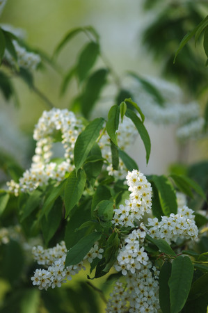 Bird cherry flowers in the spring season.の写真素材