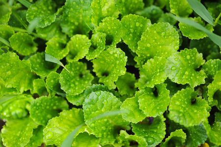 Close up of green leaves with rain drops.