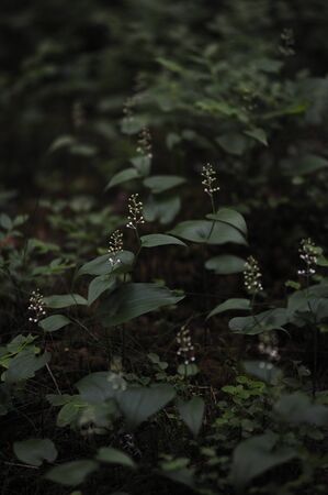 Maianthemum bifolium in the magic atmosphere of the mysterious forest.の写真素材