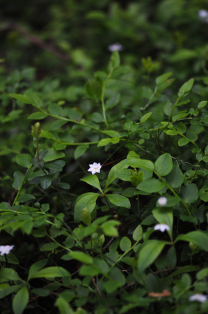Paris guadrifolia (melanthiaceae) flower in the spring forest.の写真素材