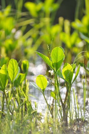 Vegetation in the vicinity of forest lake. Close up.