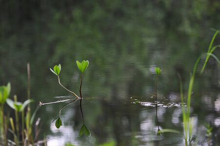 Vegetation in the vicinity of forest lake. Close up.の写真素材