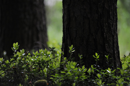 Fresh sprouts cranberry bushes in the forest in the backlight.