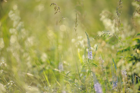 Field grass in the light of morning sun.の写真素材