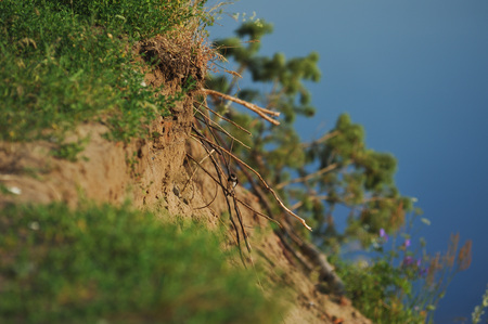 Swallows near their holes in the steep sandy slope.の写真素材