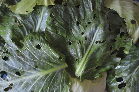 Cabbage leaves eaten by pests closeup.の写真素材