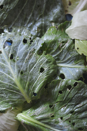 Cabbage leaves eaten by pests closeup.の写真素材