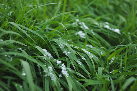 Fresh green grass covered with a light snow and icy rain drops.の写真素材