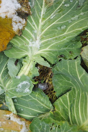 Old, wilted cabbage leaves covered with snowの写真素材