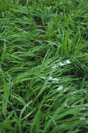 Fresh green grass covered with a light snow and icy rain drops.の写真素材