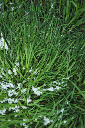 Fresh green grass covered with a light snow and icy rain drops.の写真素材