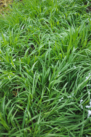 Fresh green grass covered with a light snow and icy rain drops.の写真素材