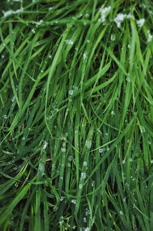 Fresh green grass covered with a light snow and icy rain drops.の写真素材