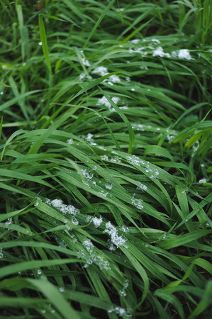 Fresh green grass covered with a light snow and icy rain drops.の写真素材