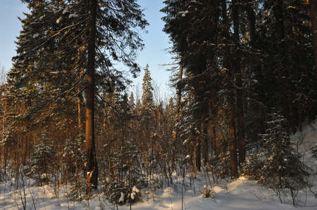 Landscape of the wintery snow covered forest view with sun glareの写真素材