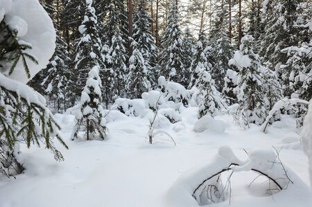 Trees in the wintery forest covered with huge snow caps.の写真素材