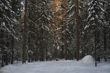 Landscape of the wintery snow covered forest view with sun glareの写真素材