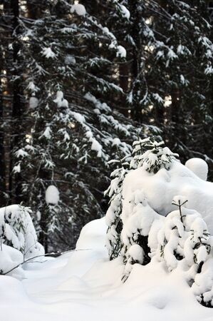 Trees in the wintery forest covered with huge snow caps.の写真素材