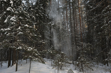 The falling snow from the branches of the tree with a gust of wind in the winter forest.の写真素材