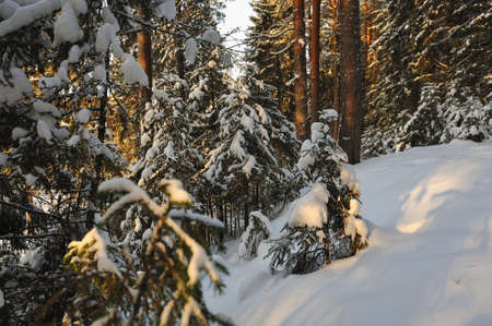 Landscape of the wintery snow covered forest view with sun glareの写真素材