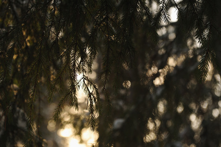 Branches of fir trees in sunset light in the winter frosty forest.の写真素材
