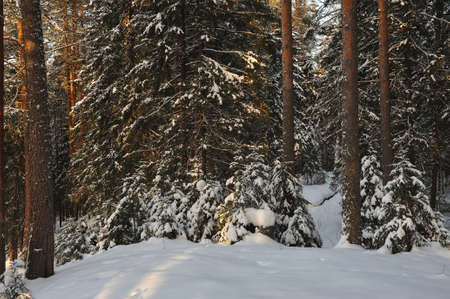 Landscape of the wintery snow covered forest view with sun glareの写真素材