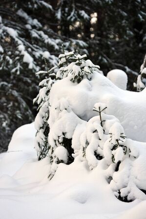 Trees in the wintery forest covered with huge snow caps.の写真素材