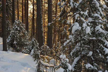 Landscape of the wintery snow covered forest view with sun glareの写真素材