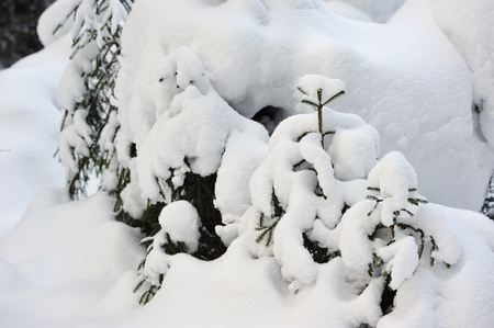 Trees in the wintery forest covered with huge snow caps.の写真素材