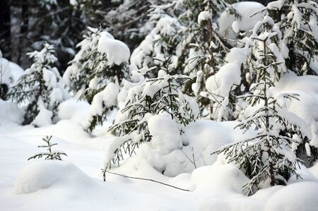 Trees in the wintery forest covered with huge snow caps.の写真素材
