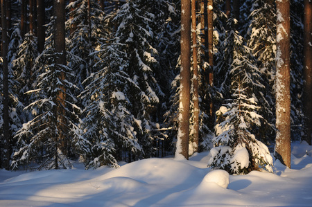 Landscape of the wintery snow covered forest view with sun glareの写真素材