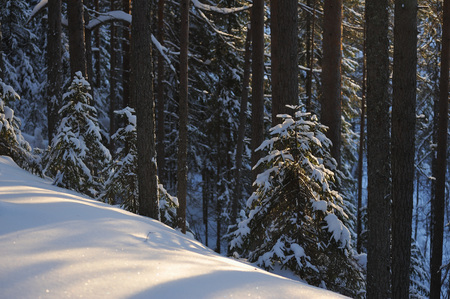 Landscape of the wintery snow covered forest view with sun glareの写真素材