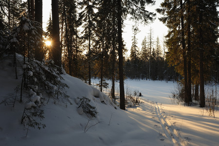 Landscape of the wintery snow covered forest view with sun glareの写真素材
