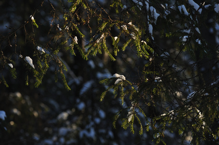 Branches of fir trees in sunset light in the winter frosty forest.の写真素材