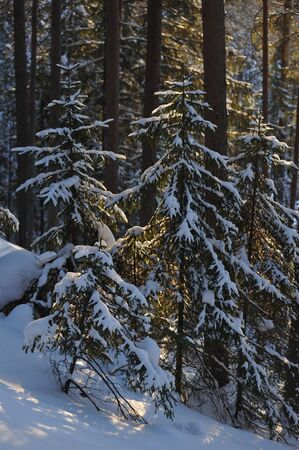 Landscape of the wintery snow covered forest view with sun glareの写真素材