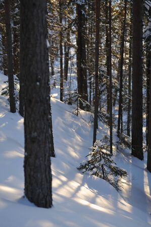 Landscape of the wintery snow covered forest view with sun glareの写真素材