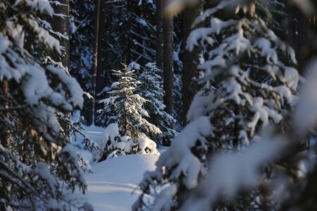 Landscape of the wintery snow covered forest view with sun glareの写真素材
