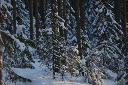 Landscape of the wintery snow covered forest view with sun glareの写真素材