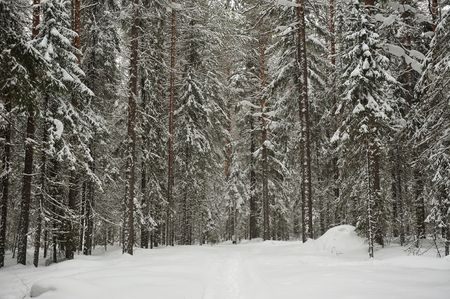 Trees in the wintery forest covered with huge snowcaps in time of the snowfallの写真素材