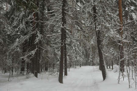 Trees in the wintery forest covered with huge snowcaps in time of the snowfallの写真素材