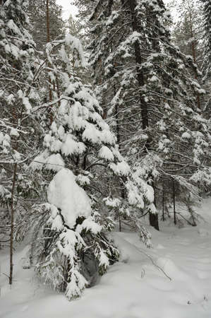Trees in the wintery forest covered with huge snowcaps in time of the snowfallの写真素材